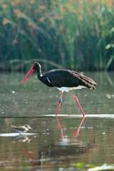 animal