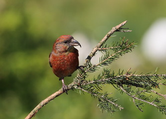 animal