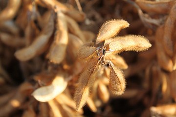 Soybeans ready for harvest