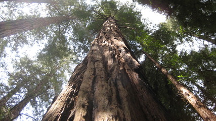California Redwood Tree