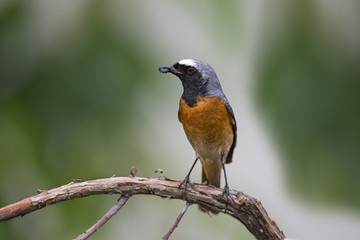 animal