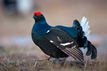 animal