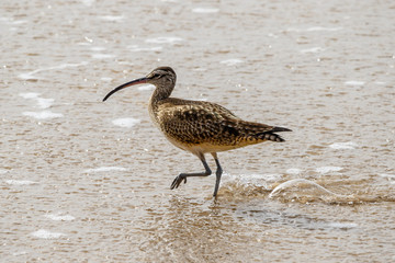 Whimbrel walking through waves on shore at Laguna Beach, California.
