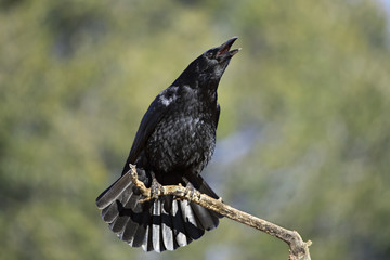 animal