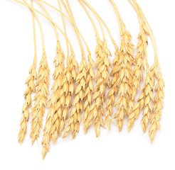 wheat ears