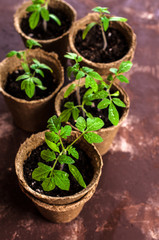 Young seedlings tomato