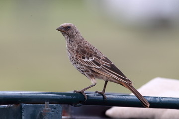 animal