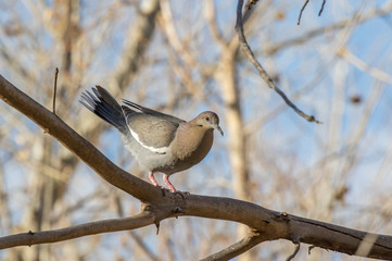 White-winged dove showing courship behavior in central New Mexico