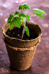 Young seedlings tomato