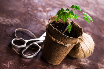 Young seedlings tomato