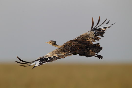 animal