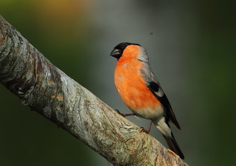 animal