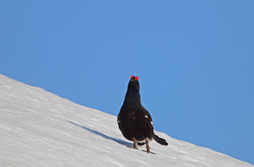 animal