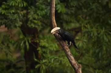 animal