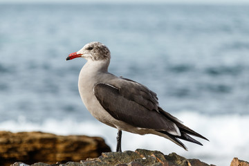 Fototapeta premium Heermann's Gull perched on rock near ocean in Laguna Beach, California 