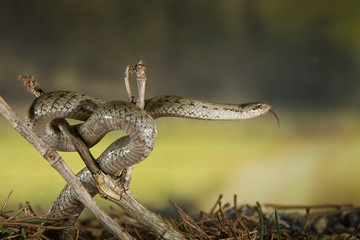 Naklejka premium animal