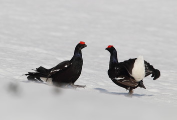 Obraz premium animal