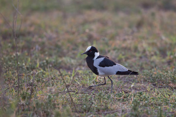 Obraz premium animal