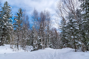 Winter forest in Siberia
