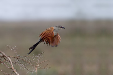 animal