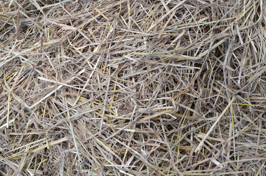 straw and hay texture background