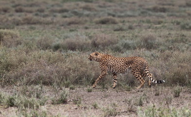 Animal