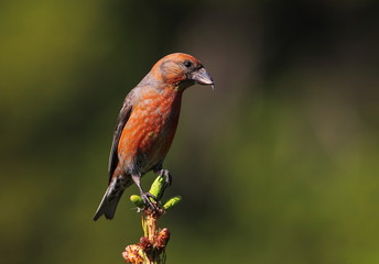 Animal