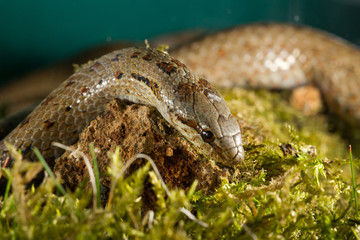 Animal