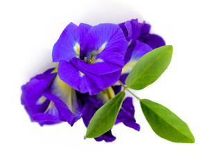 Pea flowers on white background