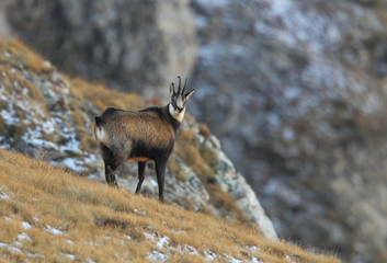 Obraz premium animal
