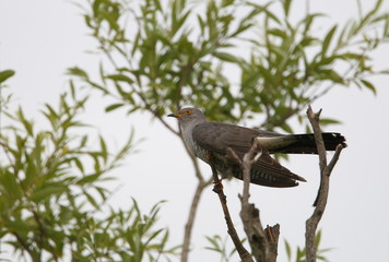 Fototapeta premium animal