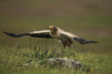animal