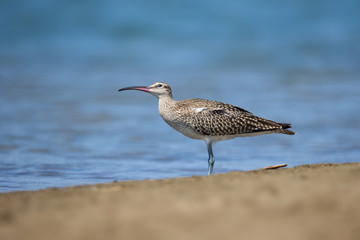 animal