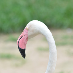 Fototapeta premium Flamingo