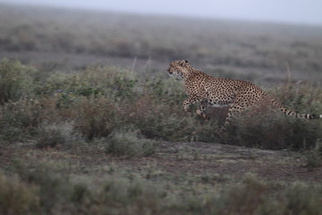 animal