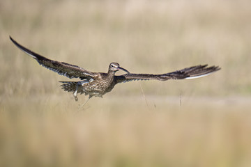 animal