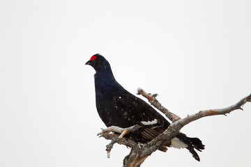 animal