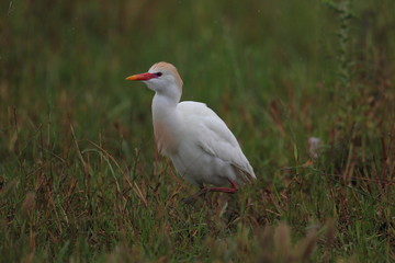 animal