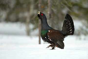 animal