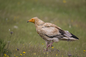 animal