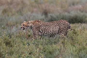 animal