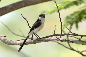 animal