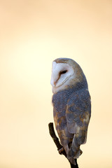 animal