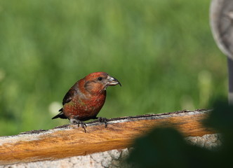 animal