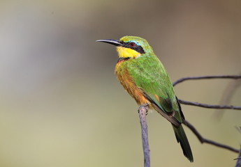 Obraz premium animal