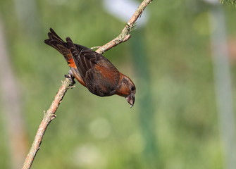 animal