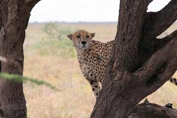 Obraz premium animal