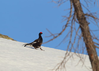 animal