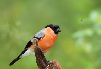animal
