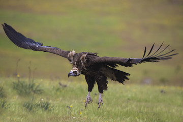 animal